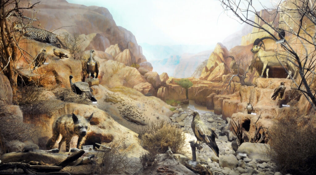 תערוכות קבע